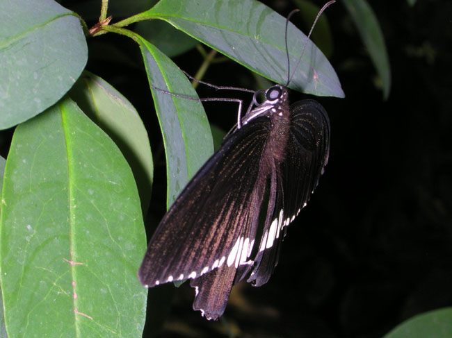 DSCN0651