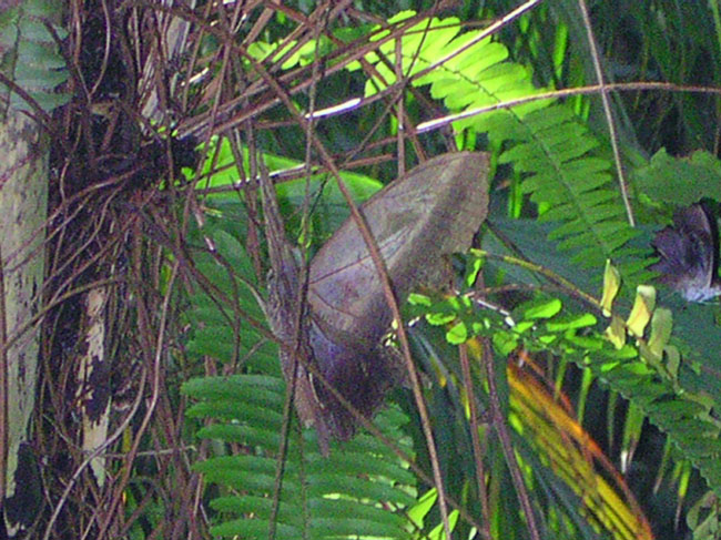 DSCN0666