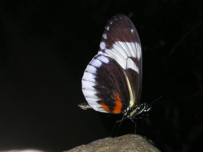 DSCN0691