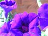 DSCN3652