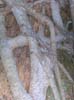 DSCN0540
